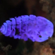 Illustration for article titled The Little-Known Sea Sapphire Flashes Bright Blue Light and then Disappears Entirely. How?